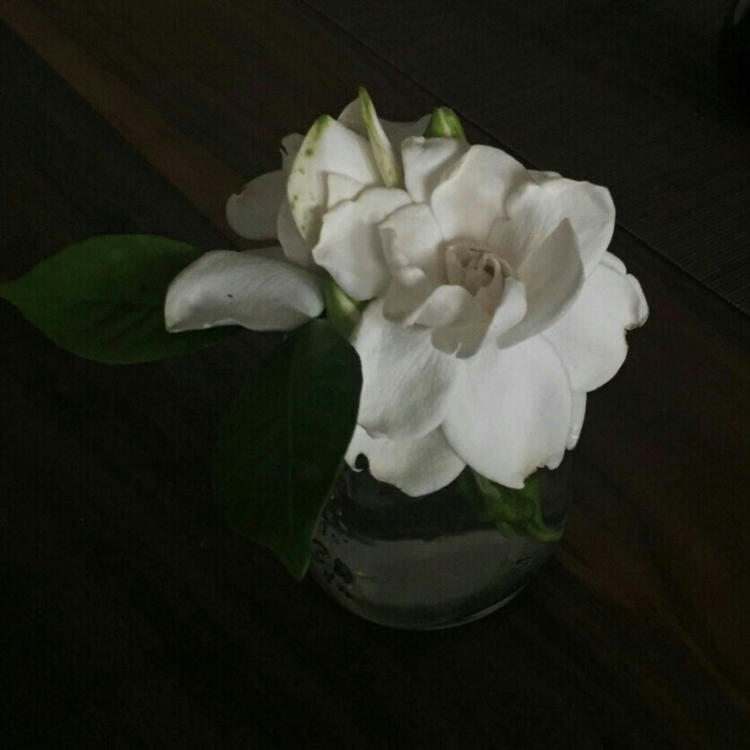 雪代缘（身份：雪代巴弟弟、上海黑帮老大、虎伏绝刀式使用者） - 手机端流畅在线观看 - 客户端直播